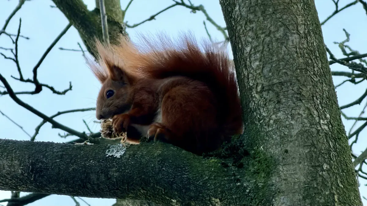 Animals of Hamburg: Our Wild Neighbours