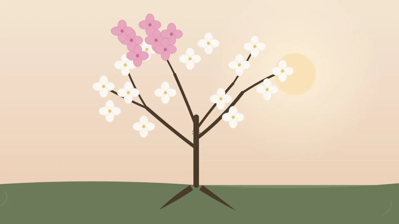 White Dogwood tree with a Pink Dogwood branch grafted in.