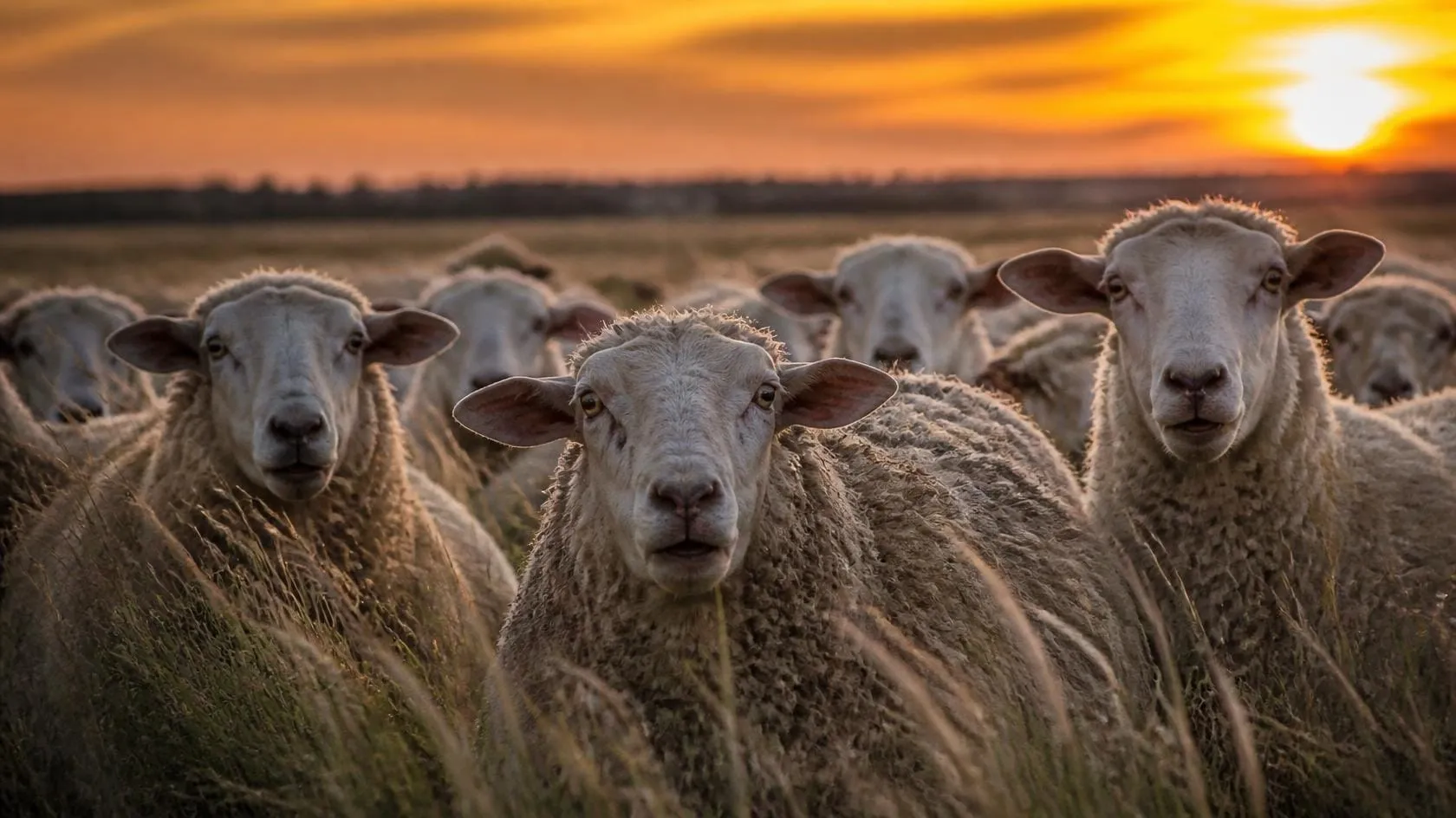 Helpless and harassed sheep