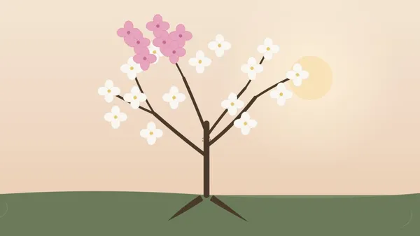 White Dogwood tree with a Pink Dogwood branch grafted in.