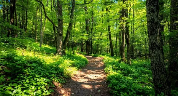 A path in a verdant forest.