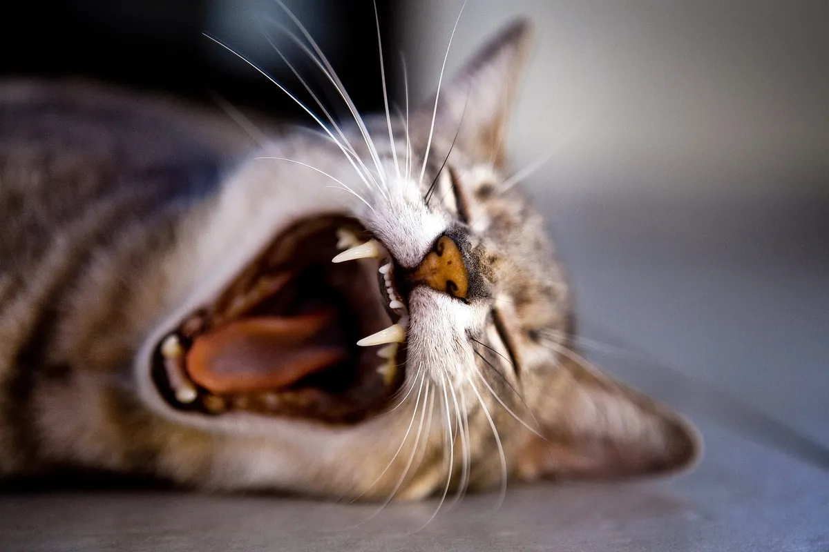 A cat laying on the floor yawning with its mouth wide open.