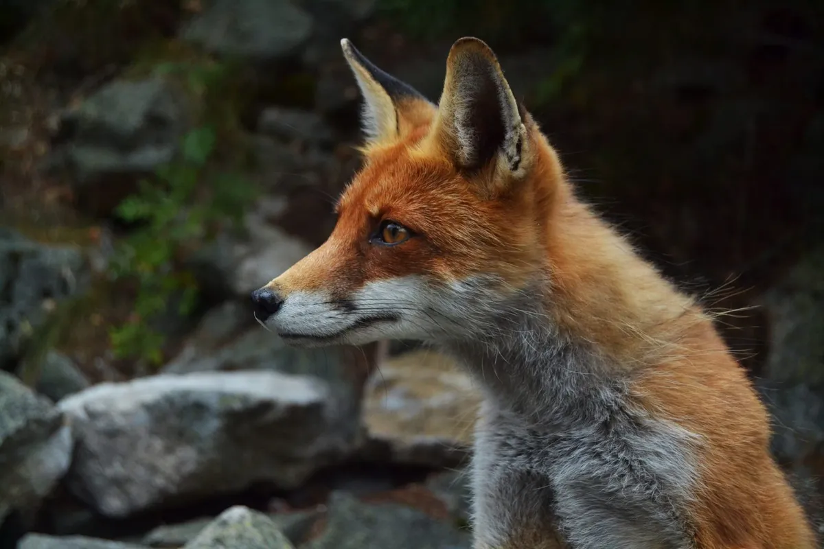The profile of a fox looking left.