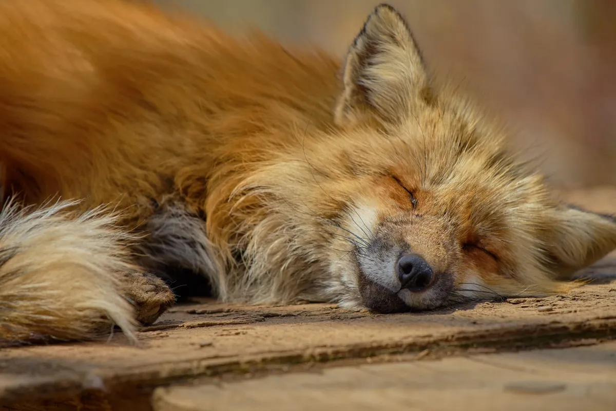 A sleeping fox.