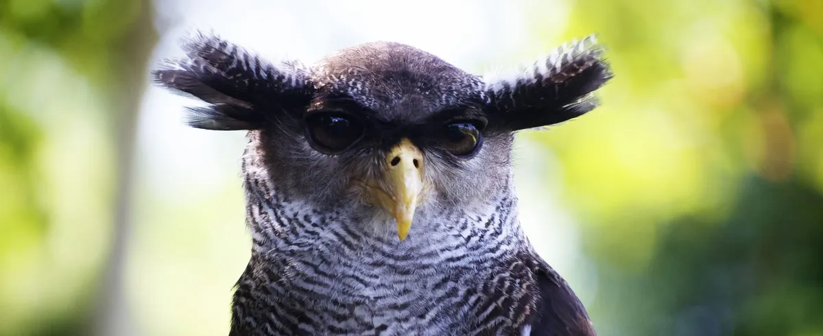 A brown owl looking threateningly at the camera.
