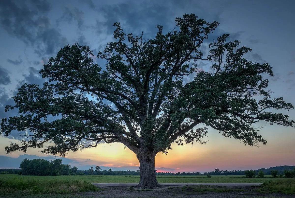 A large oak tree against the sunset.