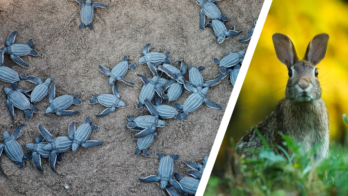 Many small baby turtles flapping about on beach sand next to one alert looking hare sitting in grass.