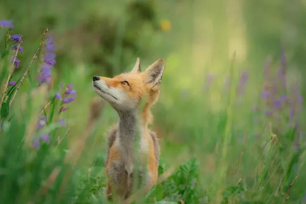 A distracted fox looking at some flowers in a field.