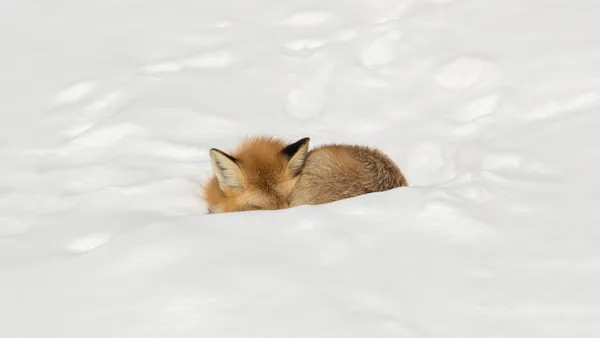 The ears of a red fox poking up from a heap of snow.