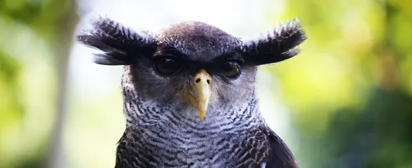 A brown owl looking threateningly at the camera.