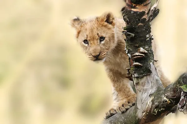 A cute lion cub poking out from behind a tree branch.