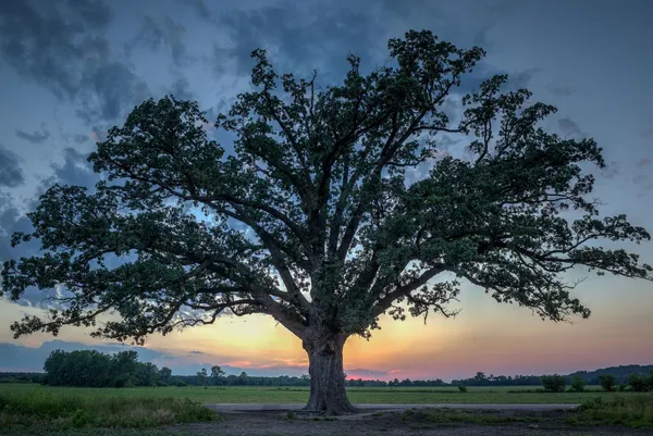 A large oak tree against the sunset.