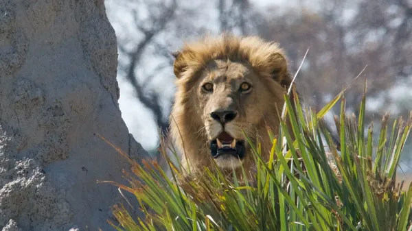 A surprised-looking lion pokes its head out behind some tall grass.