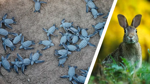 Many small baby turtles flapping about on beach sand next to one alert looking hare sitting in grass.