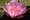Of Lilies' Growth