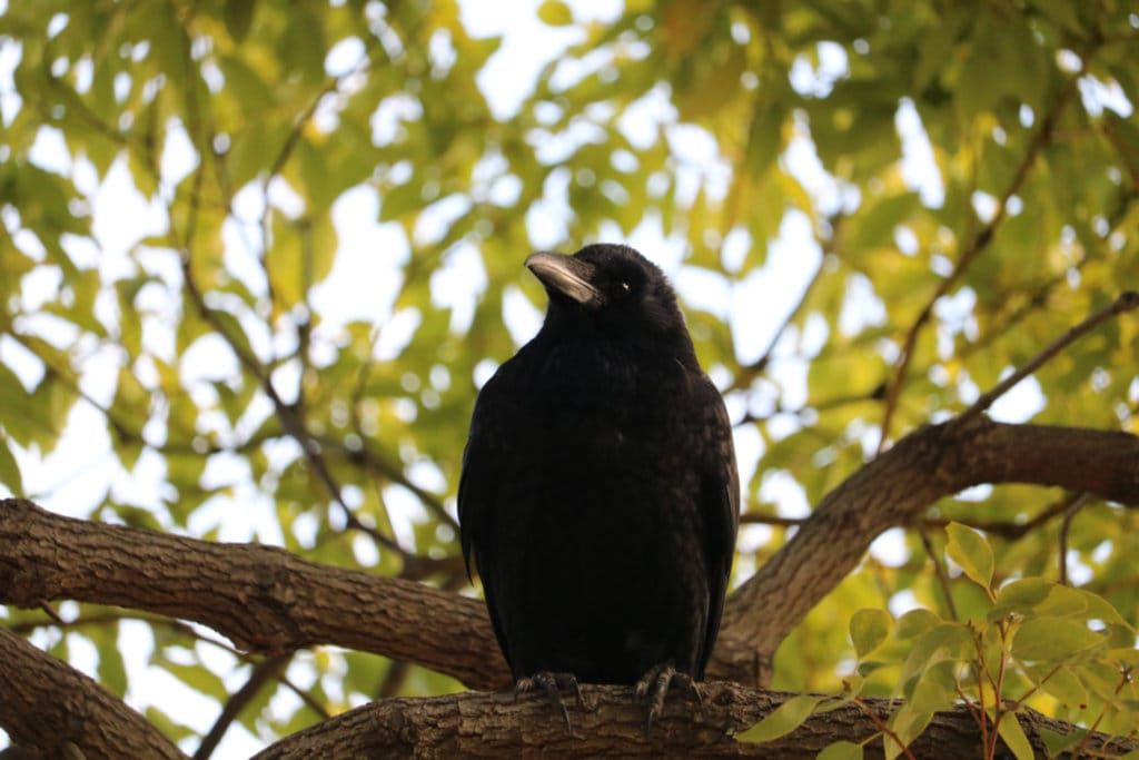 Birding (January 20th, 2026)