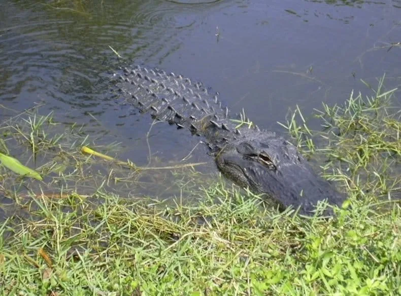 Alligator
