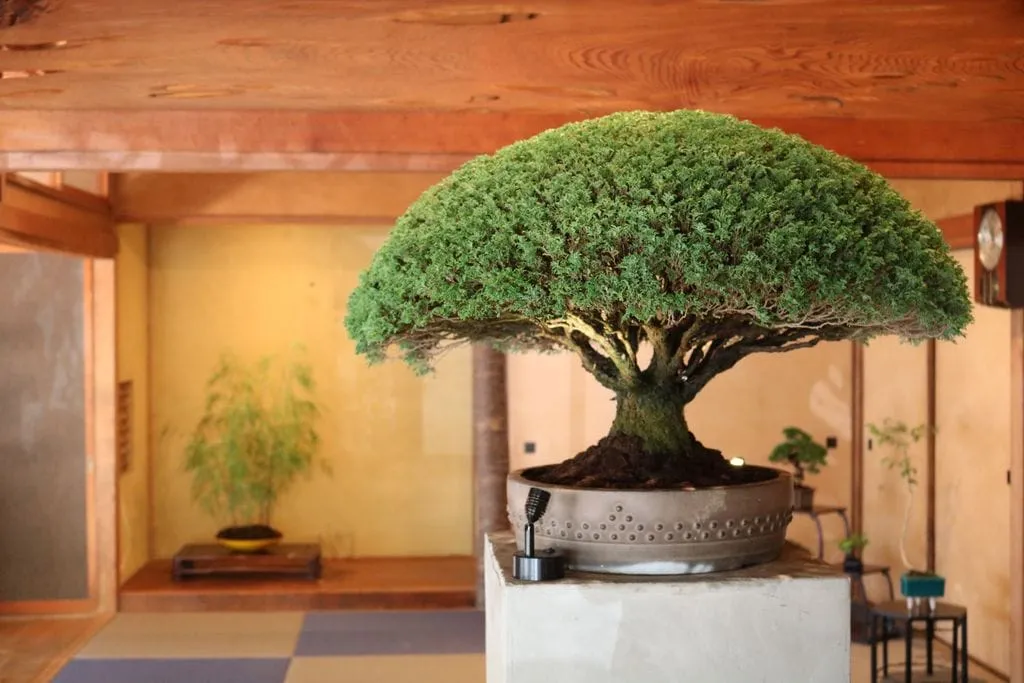 Bonsai - Deepening Roots on Megijima (Setouchi Triennale 2019)