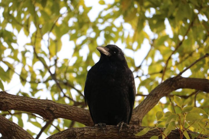 Birding (January 20th, 2026)