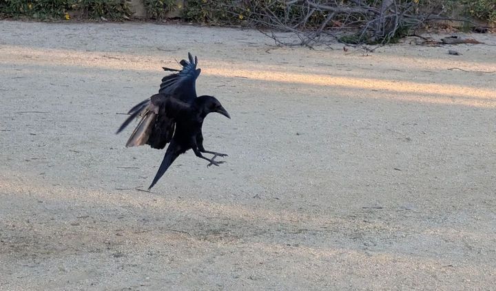 What the text below says: Mr Crow landing, we can see some damage on his wings.