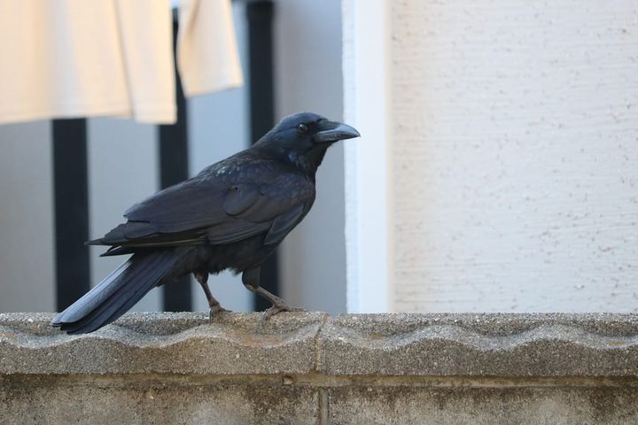 Birding (January 2025)