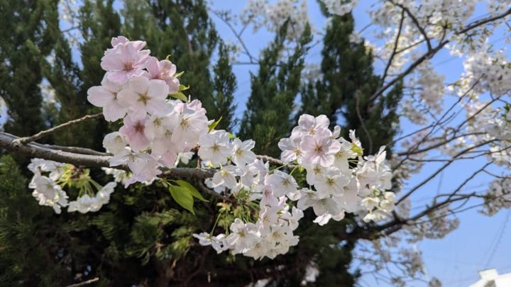 Cherry Blossoms (2026 edition)