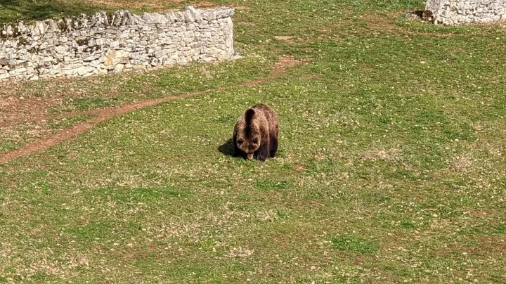 Brown Bear in Gramat