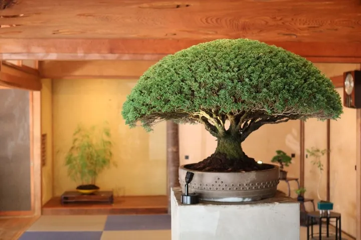 Bonsai - Deepening Roots on Megijima (Setouchi Triennale 2019)