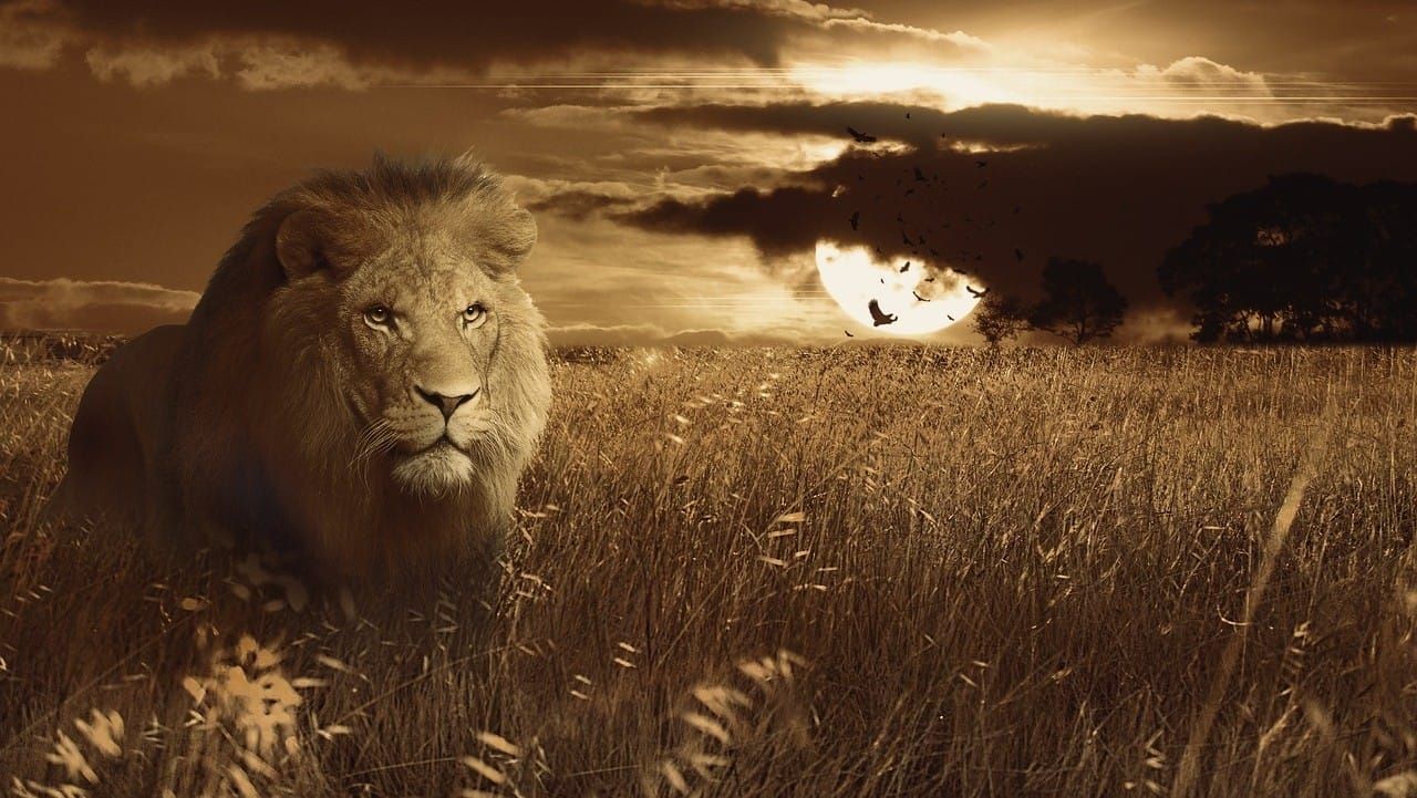 KRIEGERSCHAFT | Martijn van Staveren