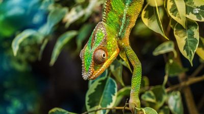 🦜Hunderte neue Tiere und Pflanzen entdeckt🌱