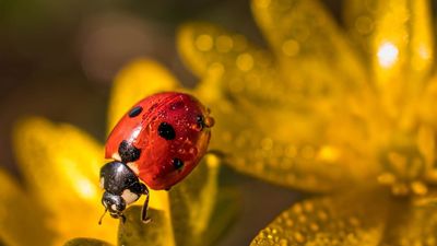 🍀"Glück", Bhutans Bruttonationalprodukt