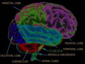 elbertaonthebrain