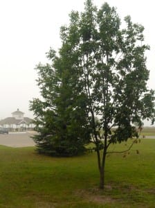 ashtreewaterfrontpark