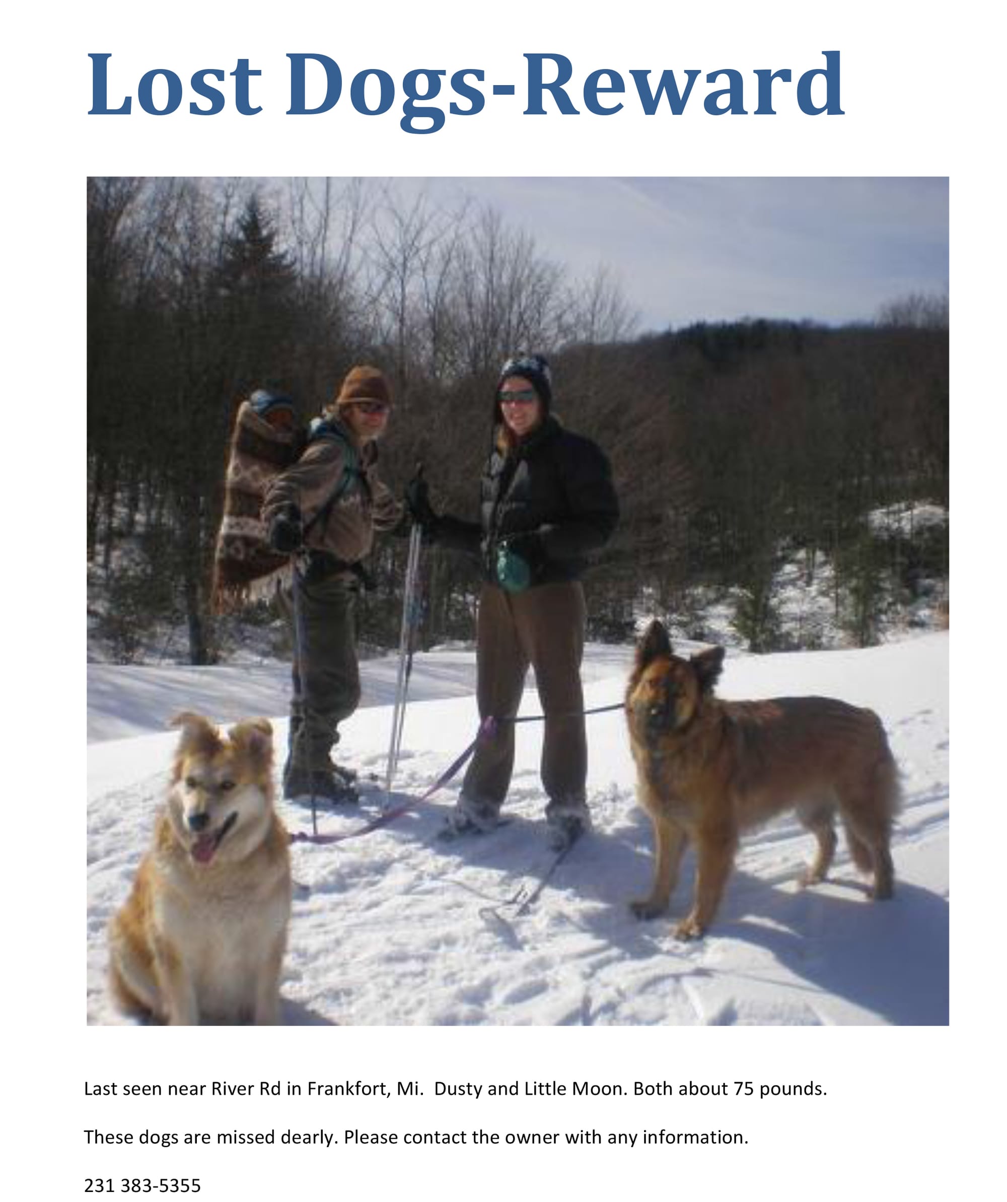 Lost Dogs