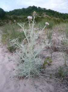A pitcher's thistle, just one of many rare plant and animal species we can learn to protect in our area.