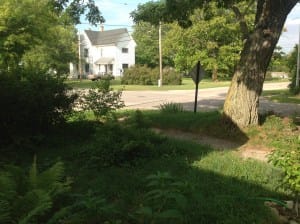 Sure, you love your century-plus-old tree, but what to plant under it?