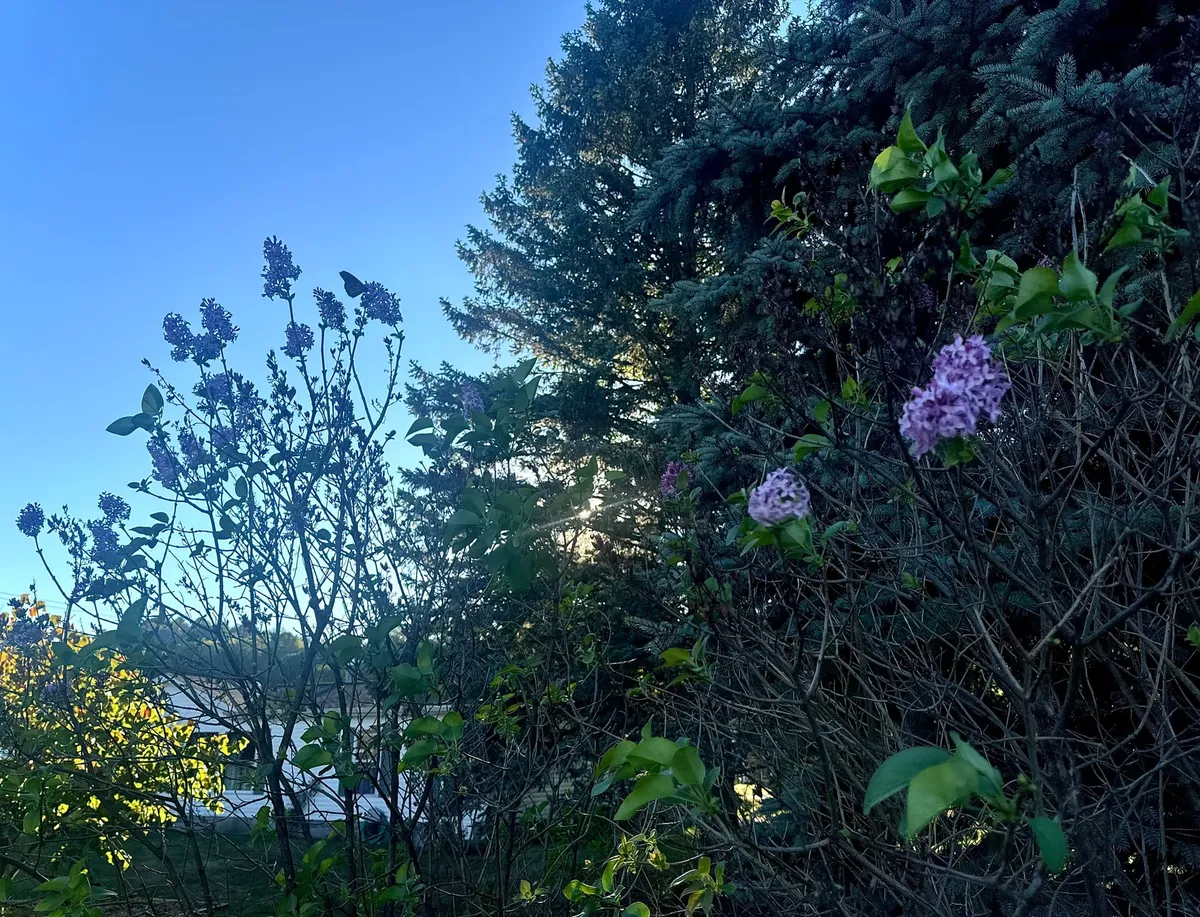 Lilacs Bloom in … September