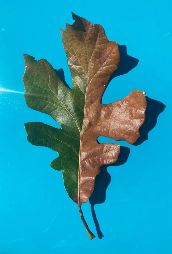 Leave the Leaves