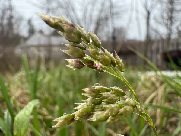 May Flowers