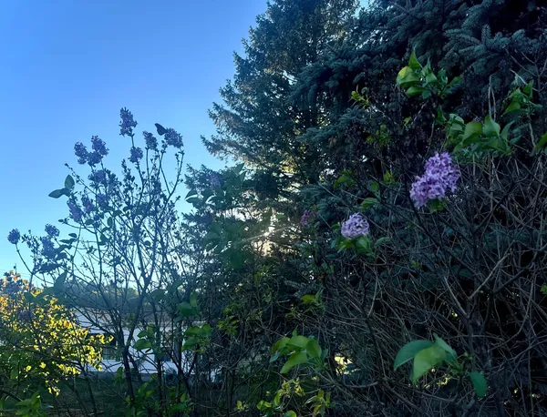 Lilacs Bloom in … September