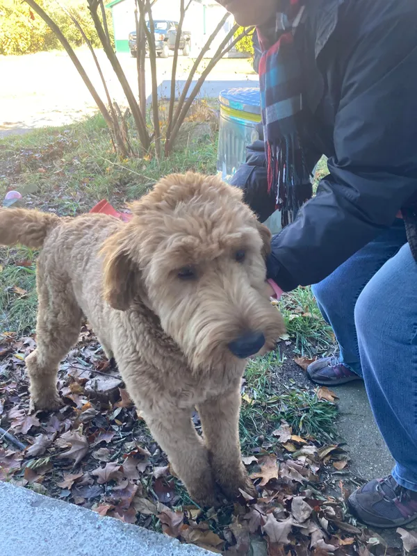Whose doggie?