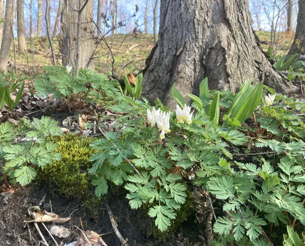 April: Wild Flowers, Tame Fires