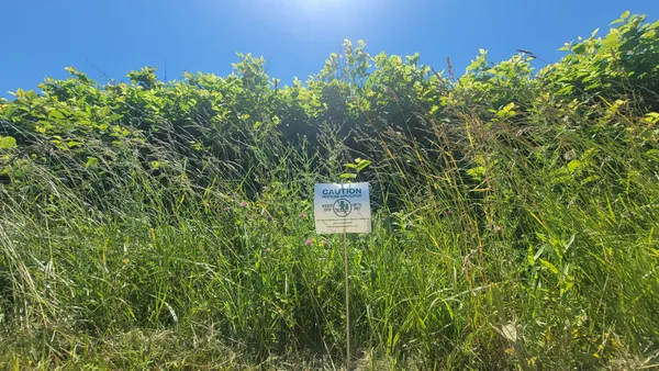Knotweed Treatment Begins in Elberta