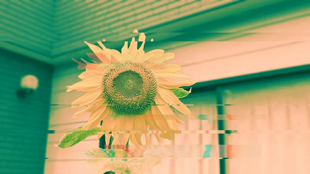 Feels like summer