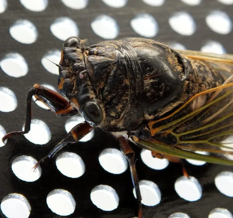 Japanese Cicada