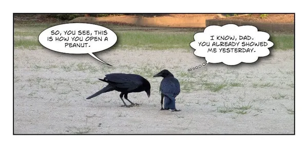Crow Story: The Deflated Ball
