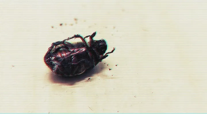 Dead Insects