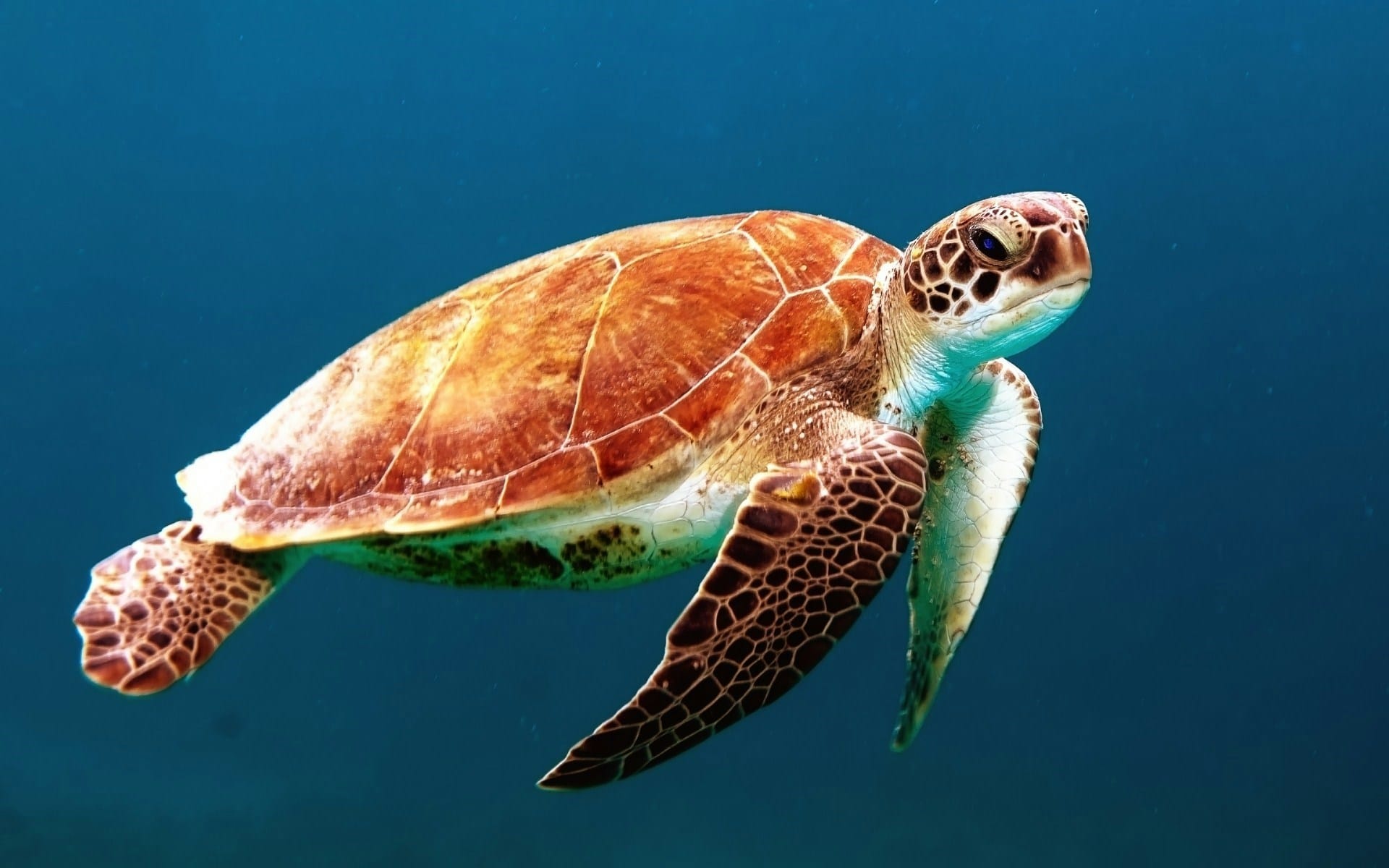 Sea turtle swimming underwater in a marine environment.