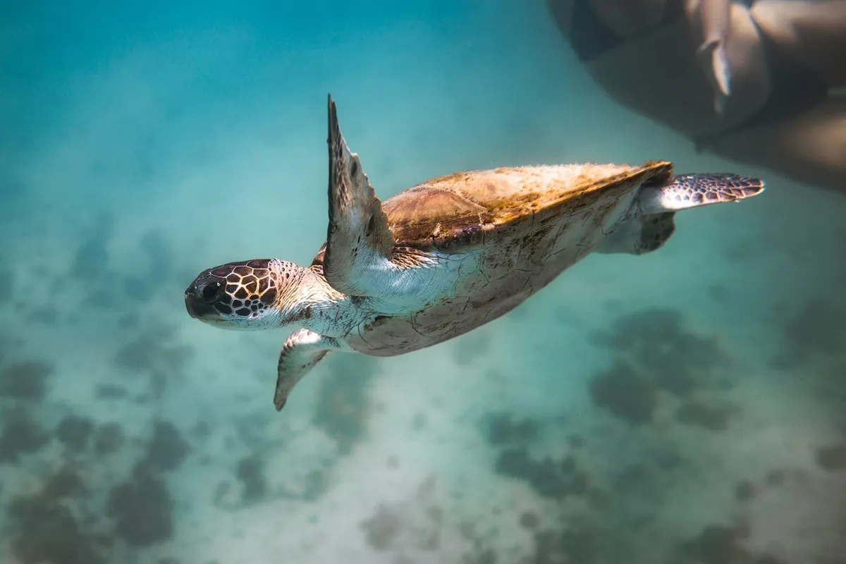 Sea turtle moving through underwater marine habitat with natural light penetration.