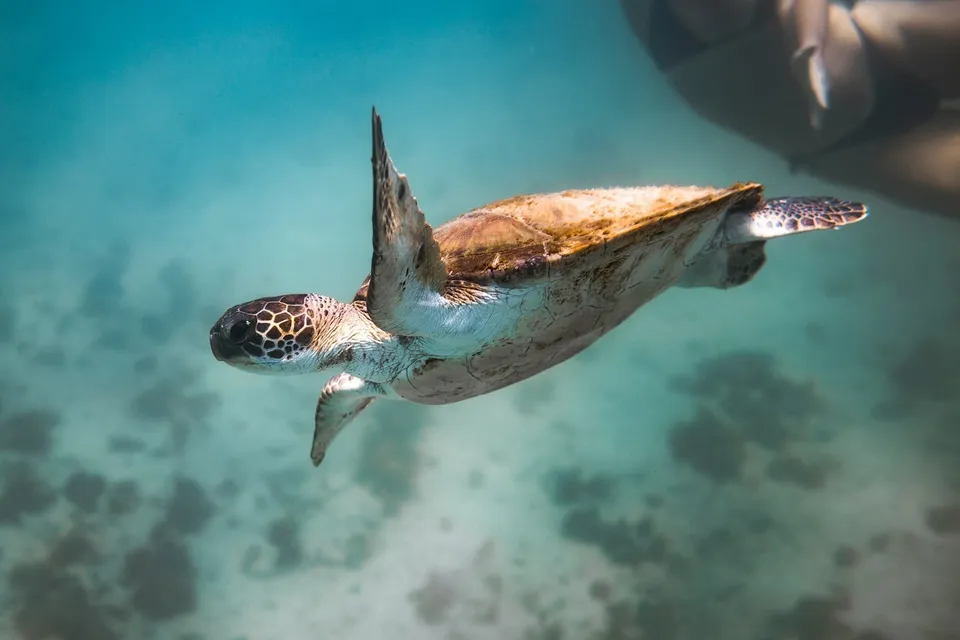 Sea turtle moving through underwater marine habitat with natural light penetration.